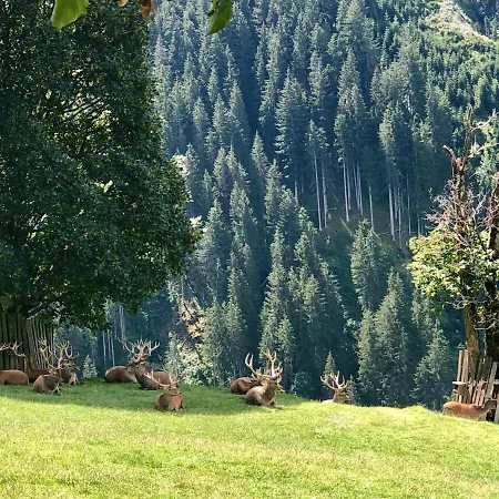 Apartamento Haizelrock Kirchberg in Tirol