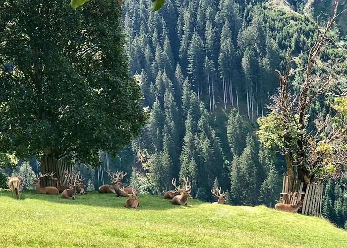 Lägenhet Haizelrock Kirchberg in Tirol
