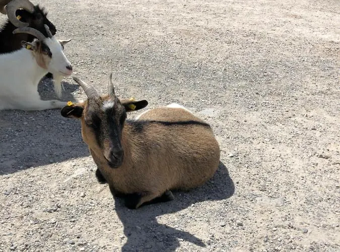 Haizelrock Appartement *