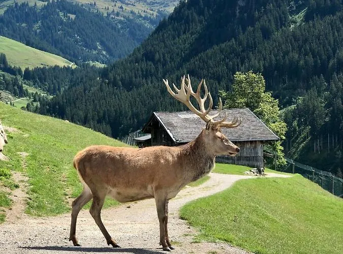 Haizelrock